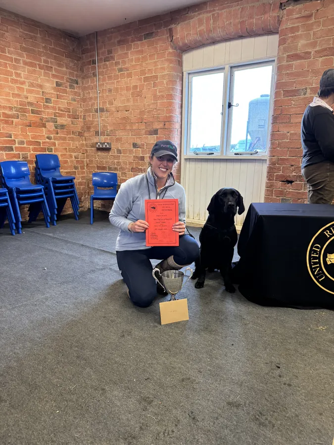 Black Labrador standing at Stud