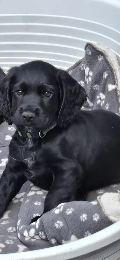 Champion Bred Working Cocker Spaniel Puppies