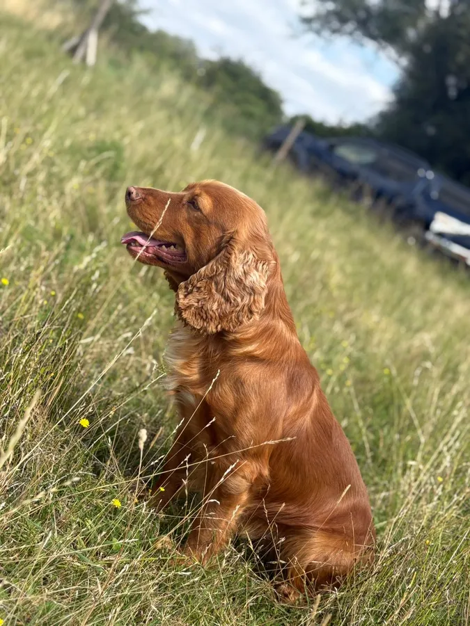 Health Tested Proven Cocker Stud