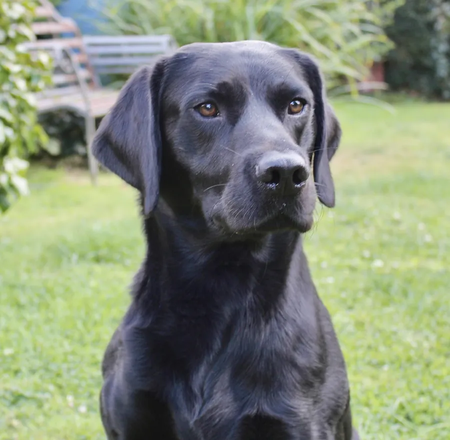 FTCH FENDAWOOD PUPS FOR SALE