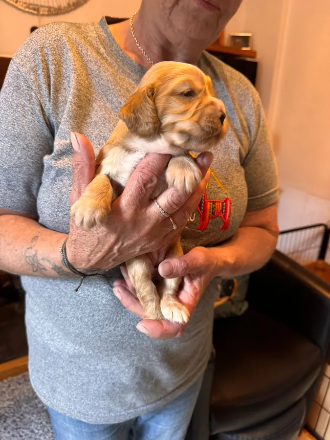 Working cocker spaniel puppies