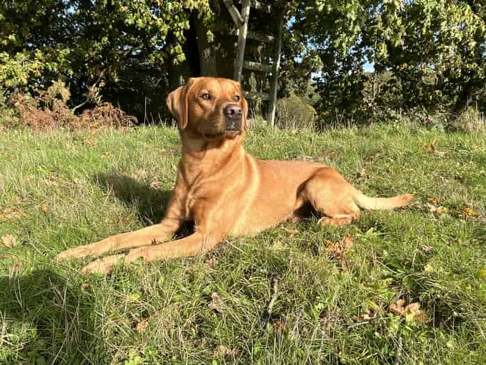 Beautiful Fox Red Field Trial Labrador @stud