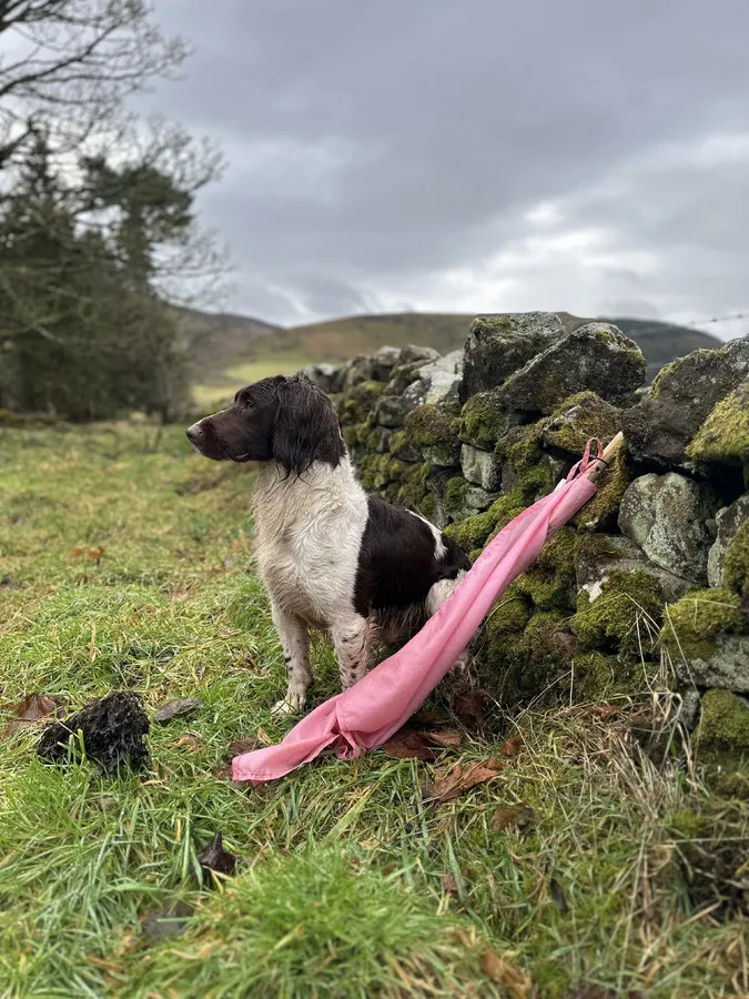 Heavily Marked Health Tested Springer