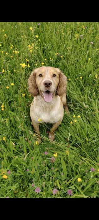 KC REGISTERED WORKING COCKER SPANIEL STUD DOG