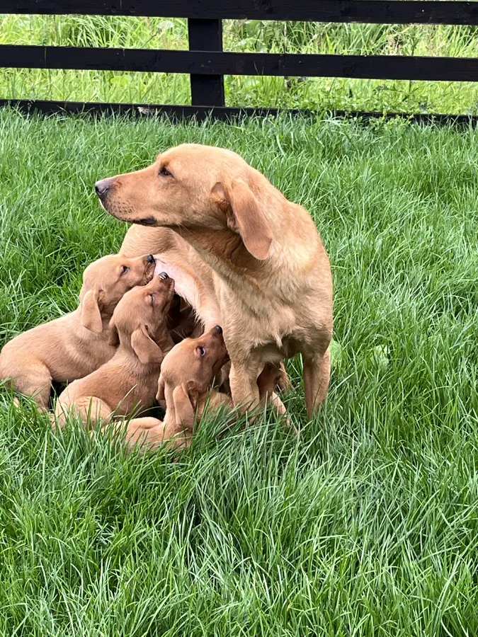 Kc fox red labrador