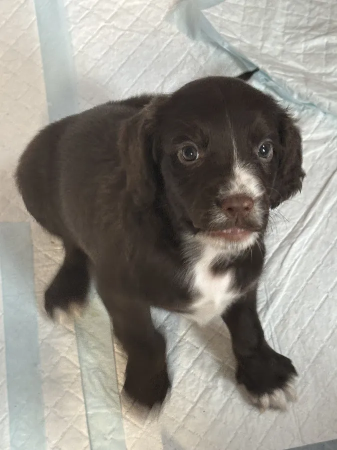 Working type Cocker spaniel puppies