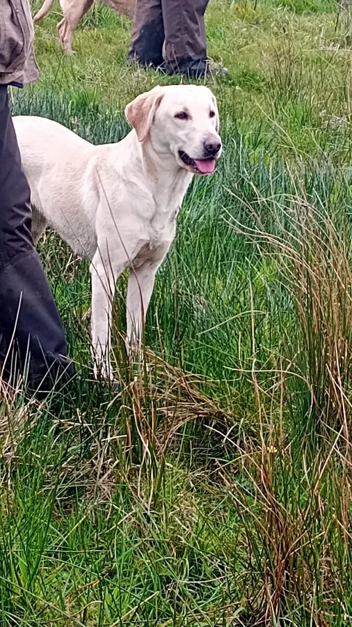 KC Registered black Labrador puppies by FTCh Bellspaddle Mungo