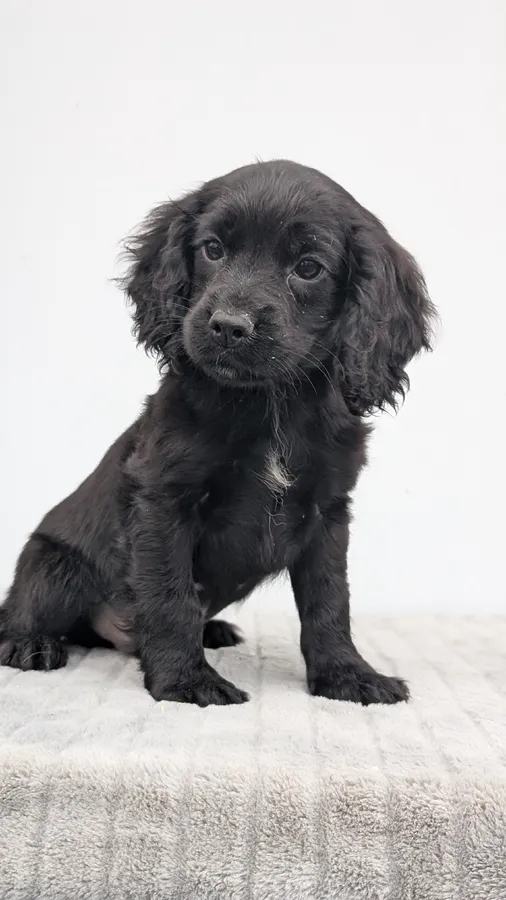 Cracking Cocker Pups