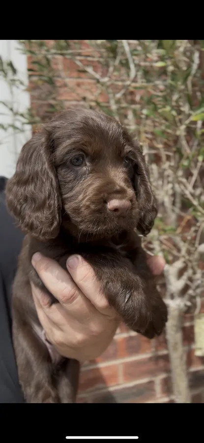 Ftch sired working cocker puppies