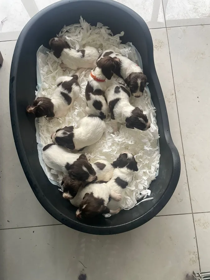Working Spring Spaniel pups