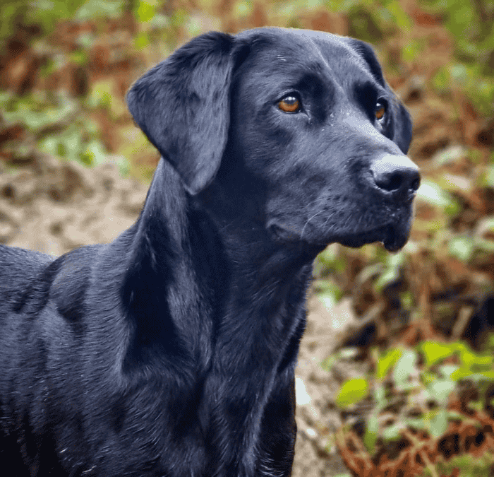 KC Health Tested Working Black Stud Dog