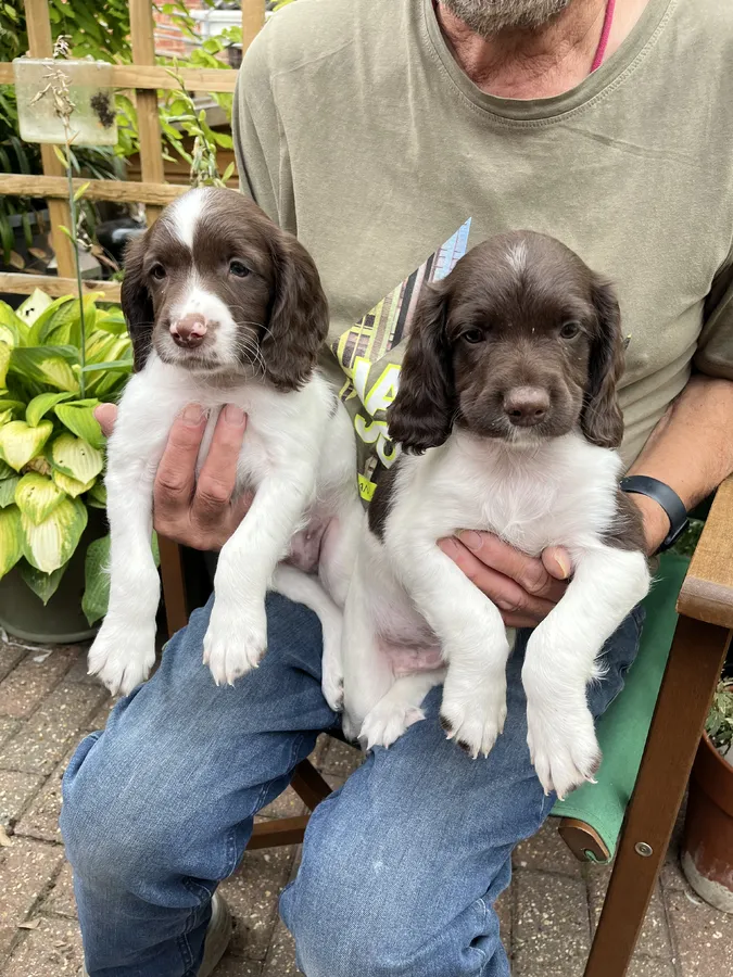 Male puppies for sale