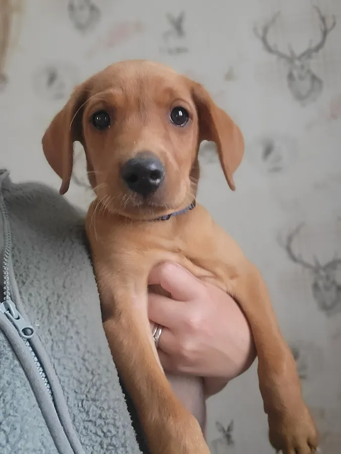 Kc registered labradors