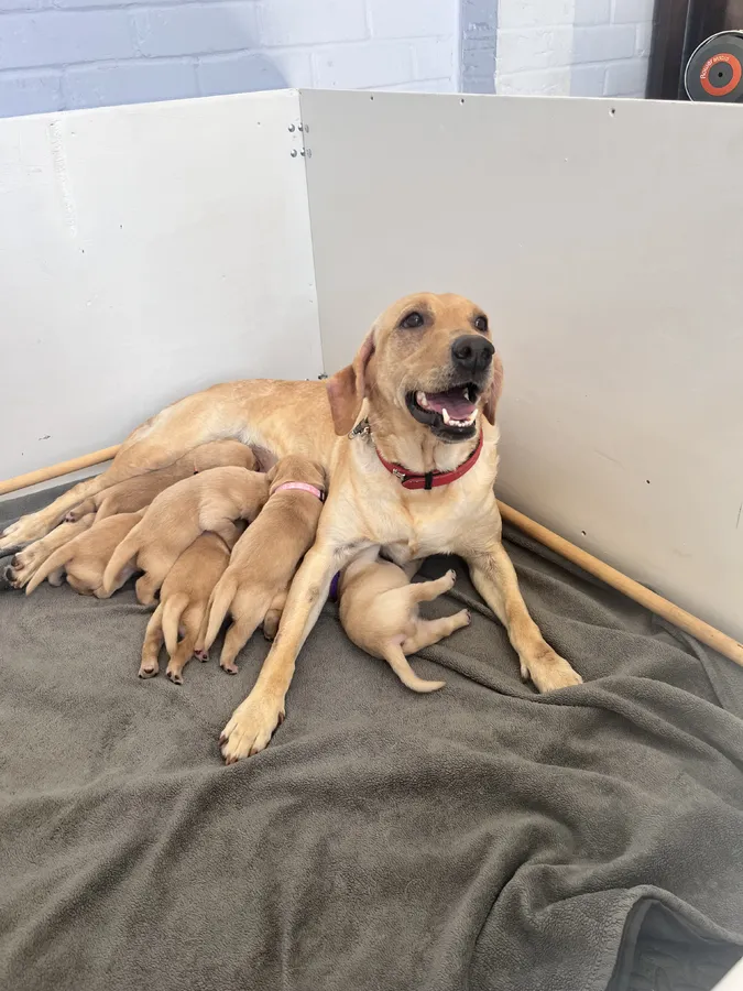 Exceptional KC FTCH Working Labrador Pups
