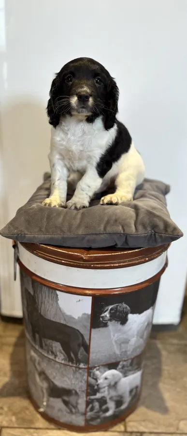English Springer spaniel working puppies