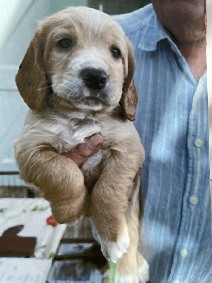 Working Cocker Spaniel Puppies KC REG