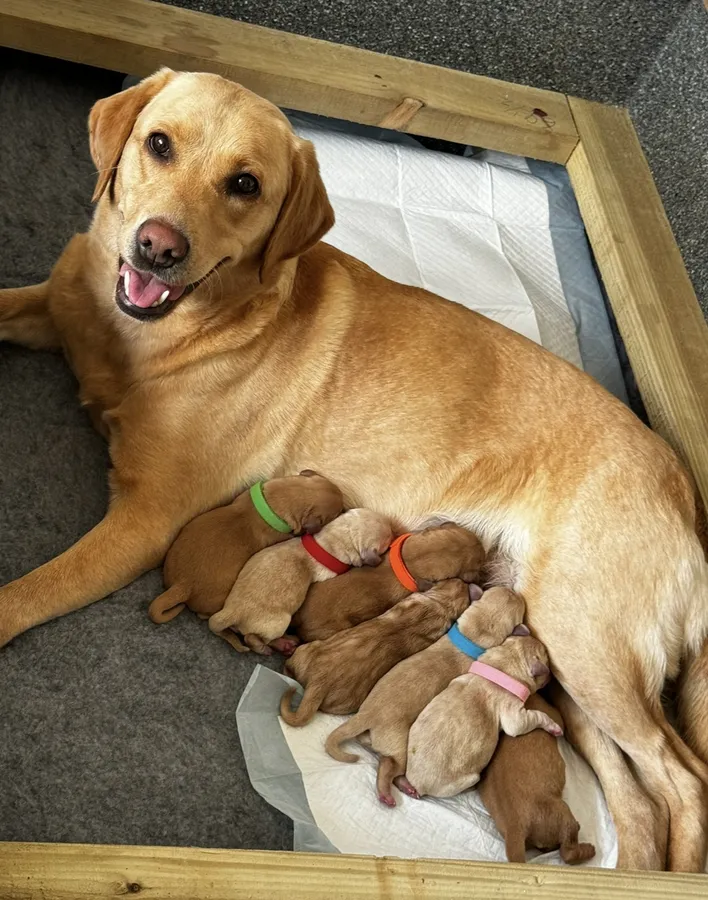 Champion Bloodline KC Labrador Retriever Puppies