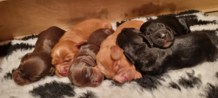 KC Registered Working Cocker Spaniels