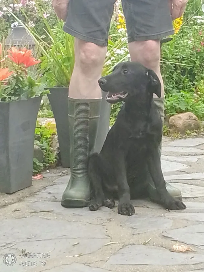 Top class Labradors pups