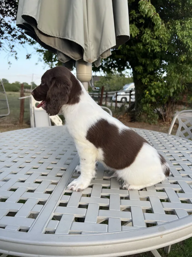 Ftw Oftaw Sired pups