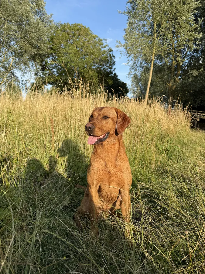Working Fox Red Labrador for Stud