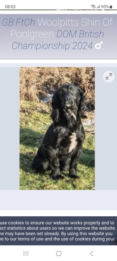 FTCH Woolpitts Shin of Poolgreen Sire KC Registered working Cocker Puppies
