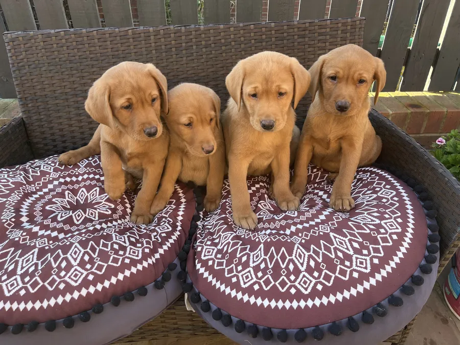 Superb litter KC reg Fox Red Labrador Puppies