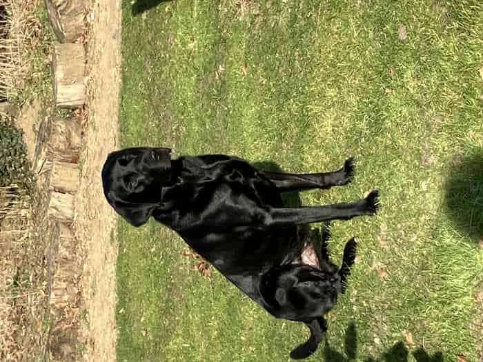 Fully health tested kc registered black labrador