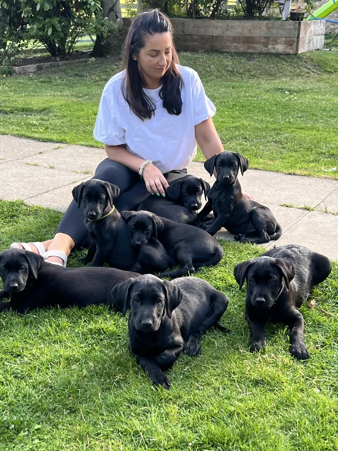 Labrador puppies for sale