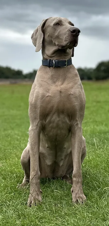 Weimaraner working pups