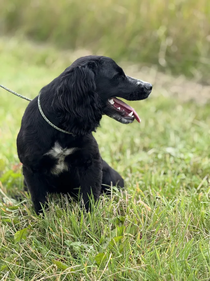 Lovely little Cocker pup 7mts old