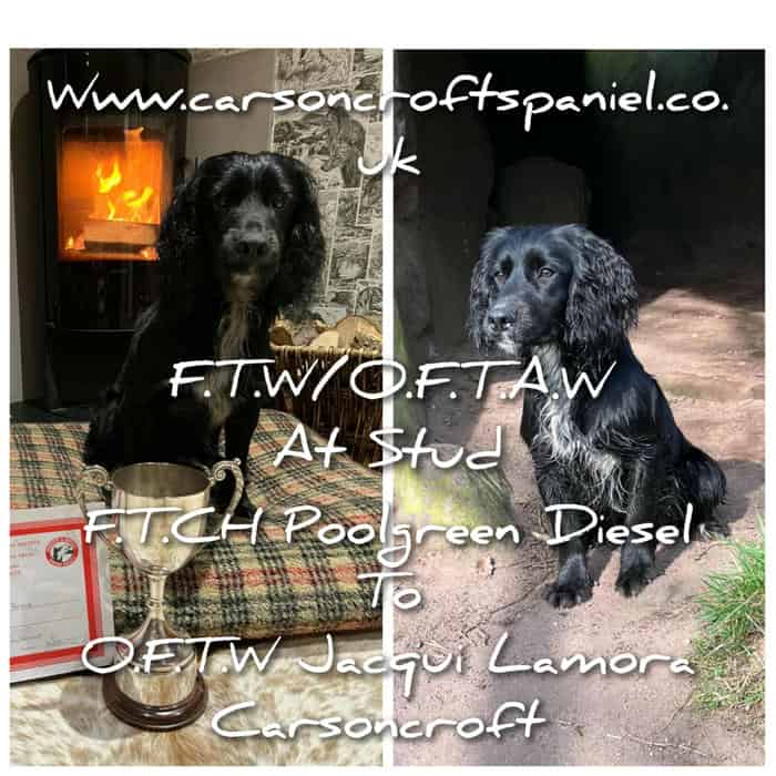 OFTAW/FTW. Carsoncroft Time Bomb