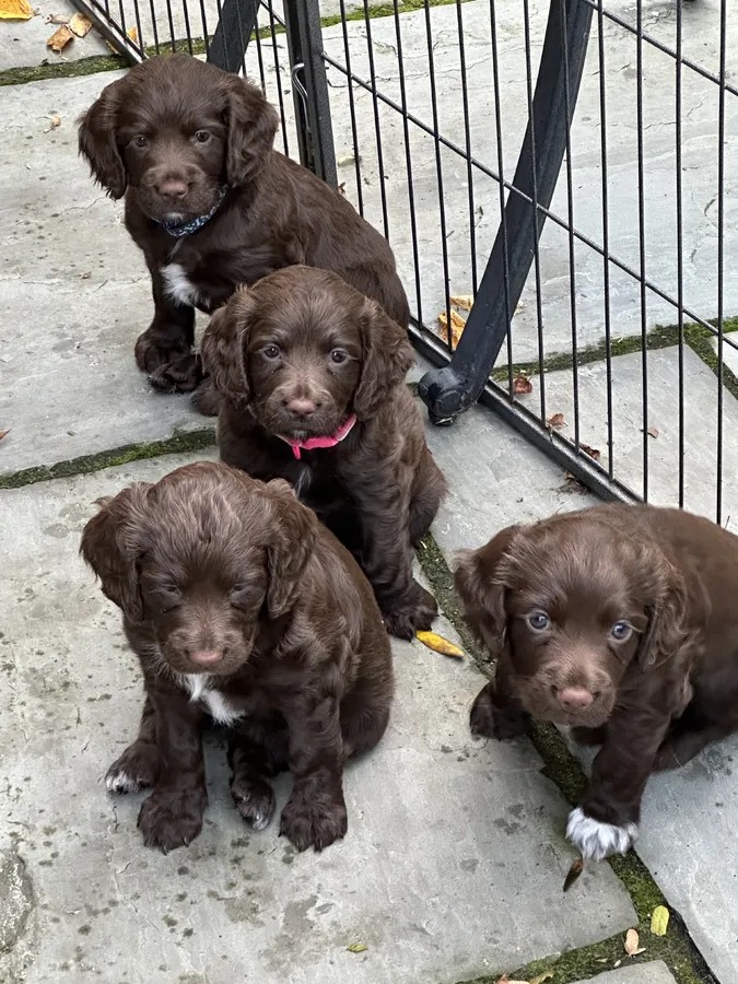 Working Sprocker Spaniel Puppies Ready 22nd September