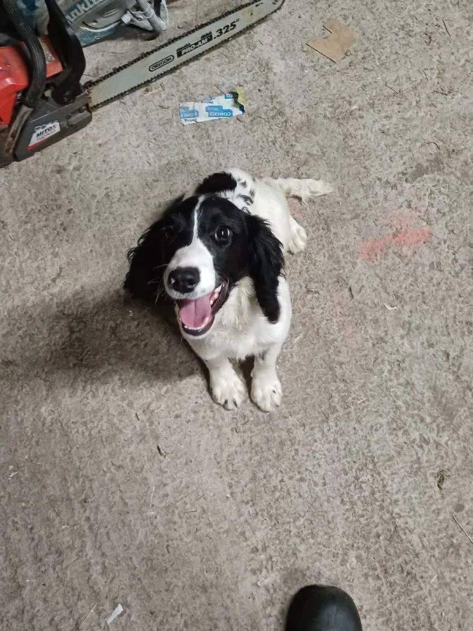 Ftch x ftch springer pup