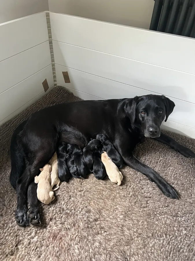 Stunning KC registered Labrador puppies with impressive pedigree