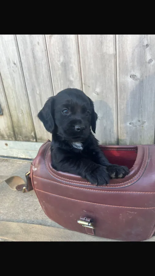 Working cocker dog puppies Dam oftw