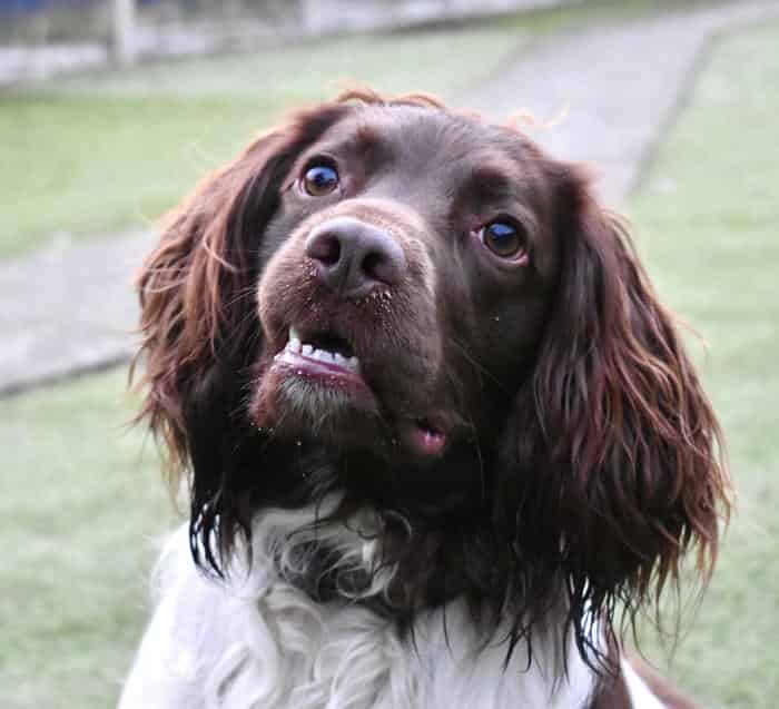 English Springer Spaniel for Stud