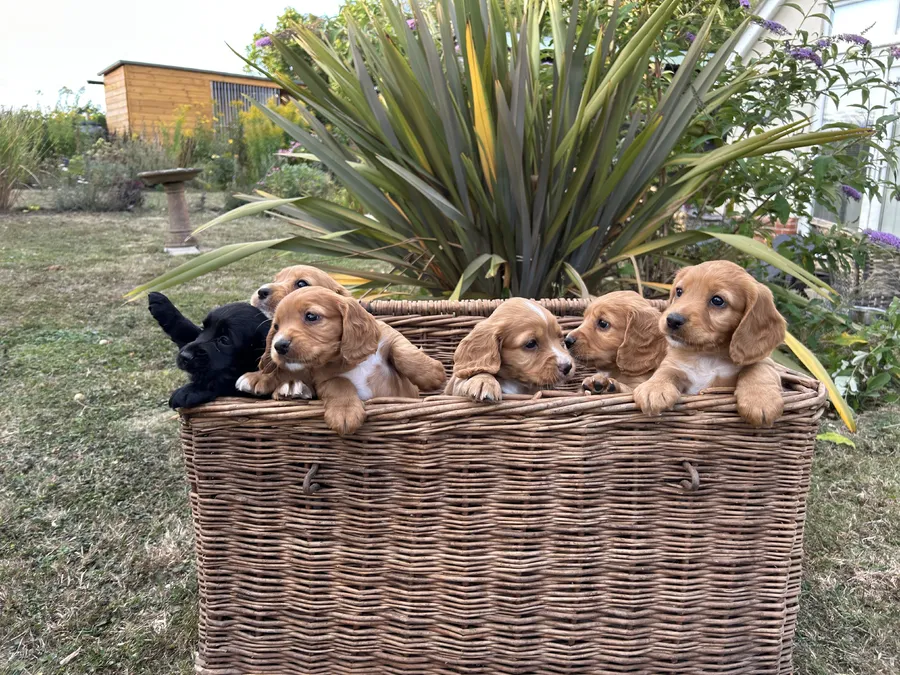 KC working cocker spaniel puppies