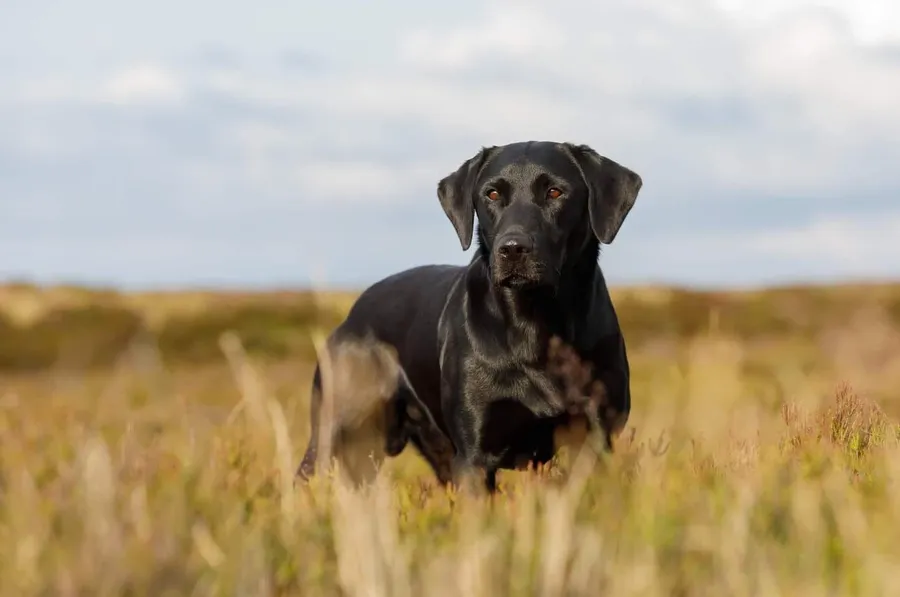OFTW X FTCH Pups