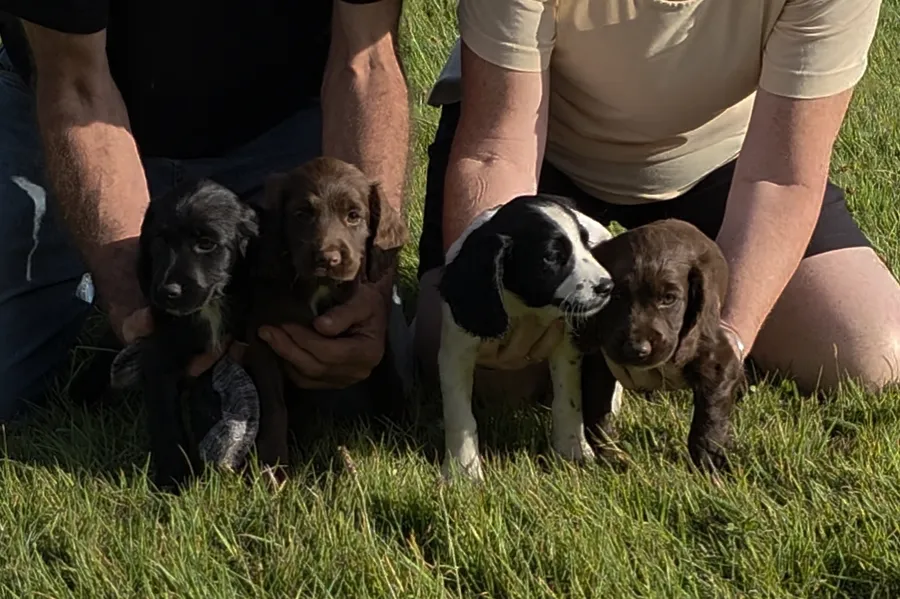 well bread working cocker spaniel pups for sale KC registered