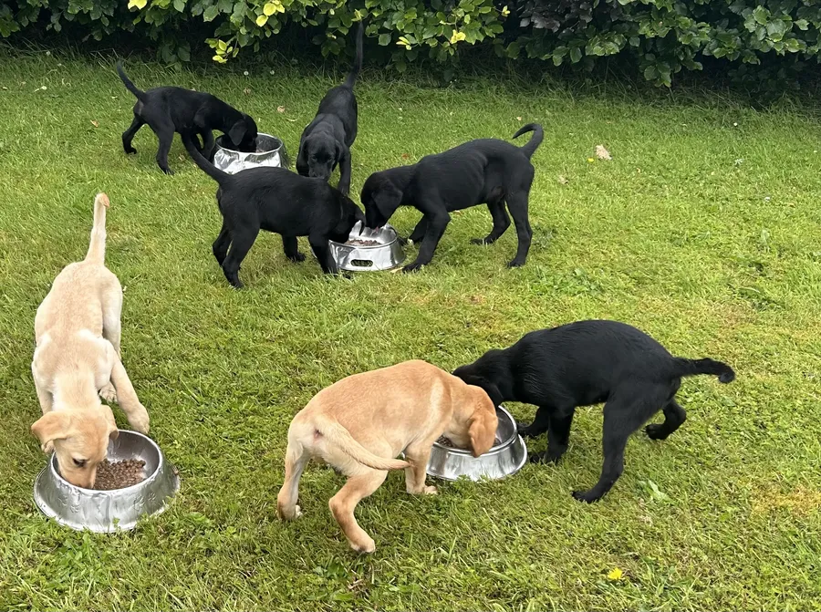IKC Labrador Pups For Sale