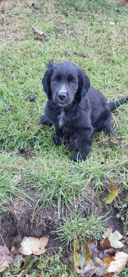 Beautiful Working Cocker Spaniels
