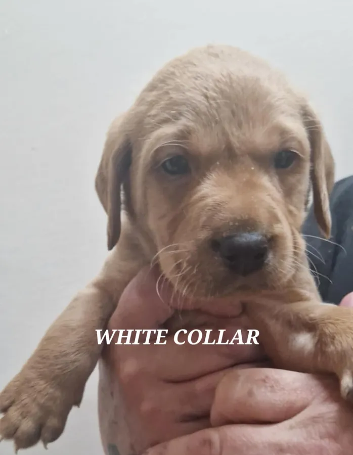 Labrador puppies
