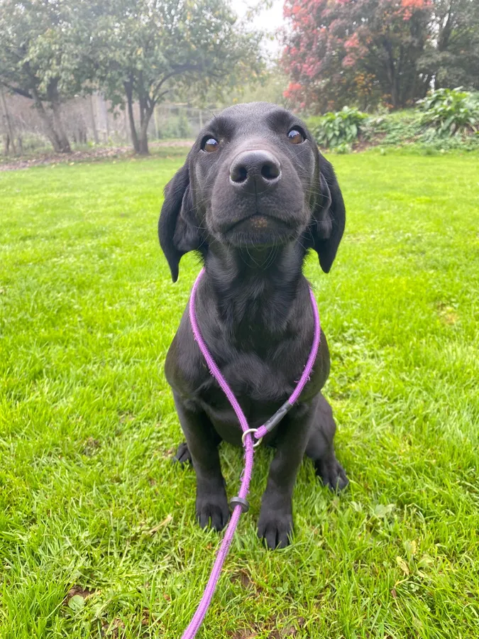 Kind caring part trained bitch-Savannah-health tested parents