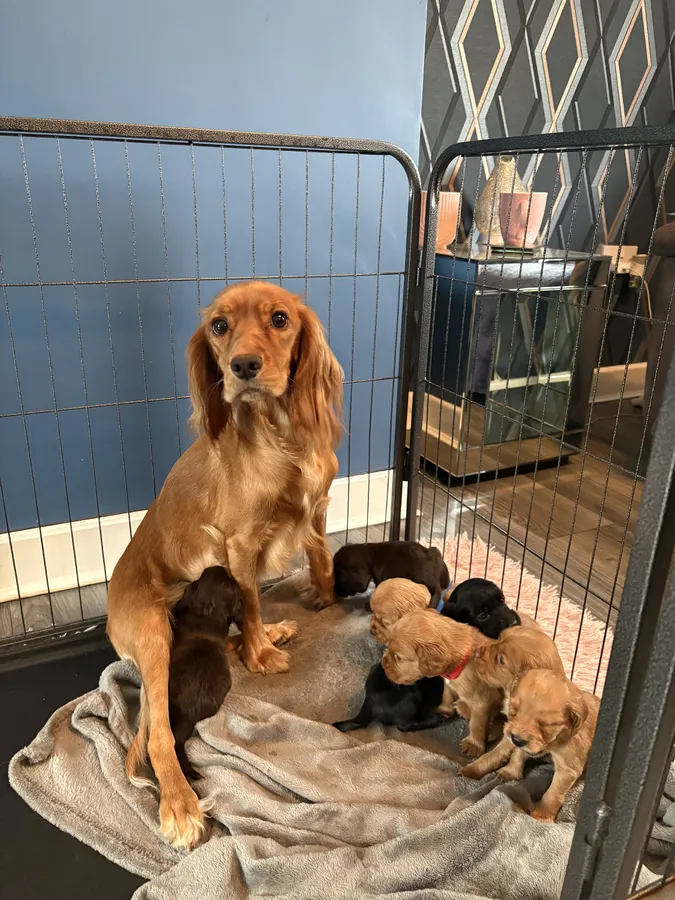 Kc registered working cocker spaniels