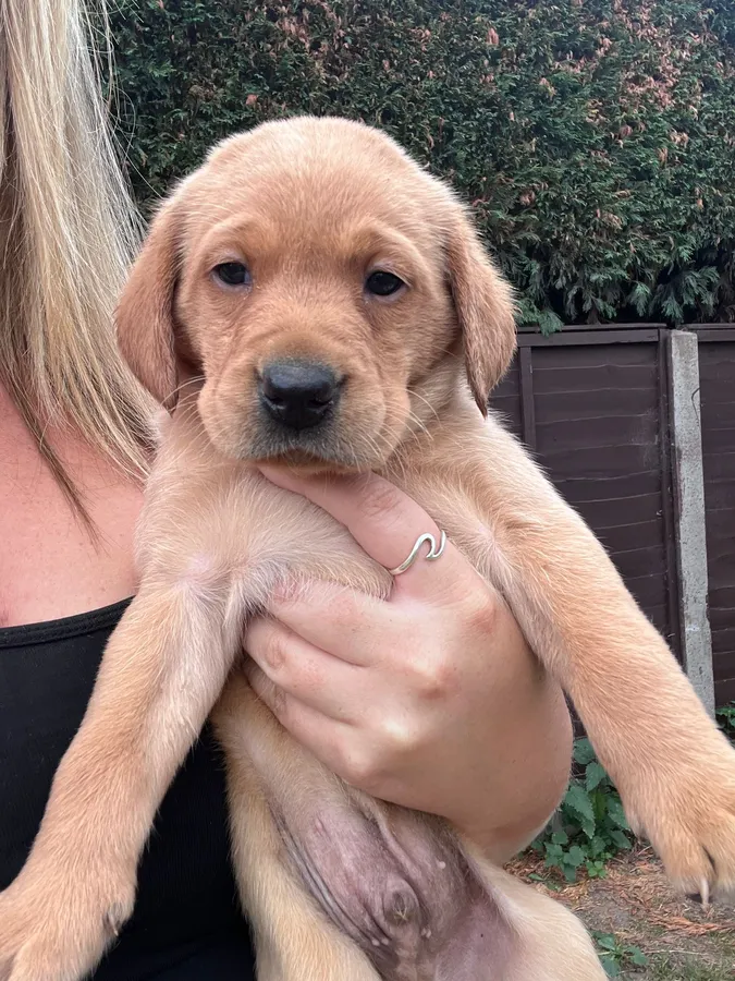 KC Registered Labrador Puppies