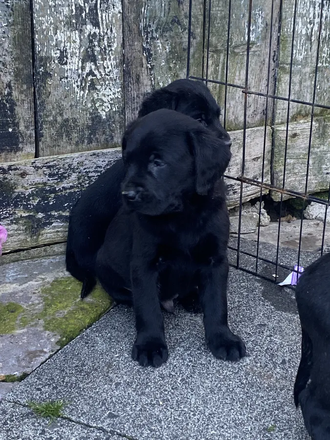 Top bred lab pups