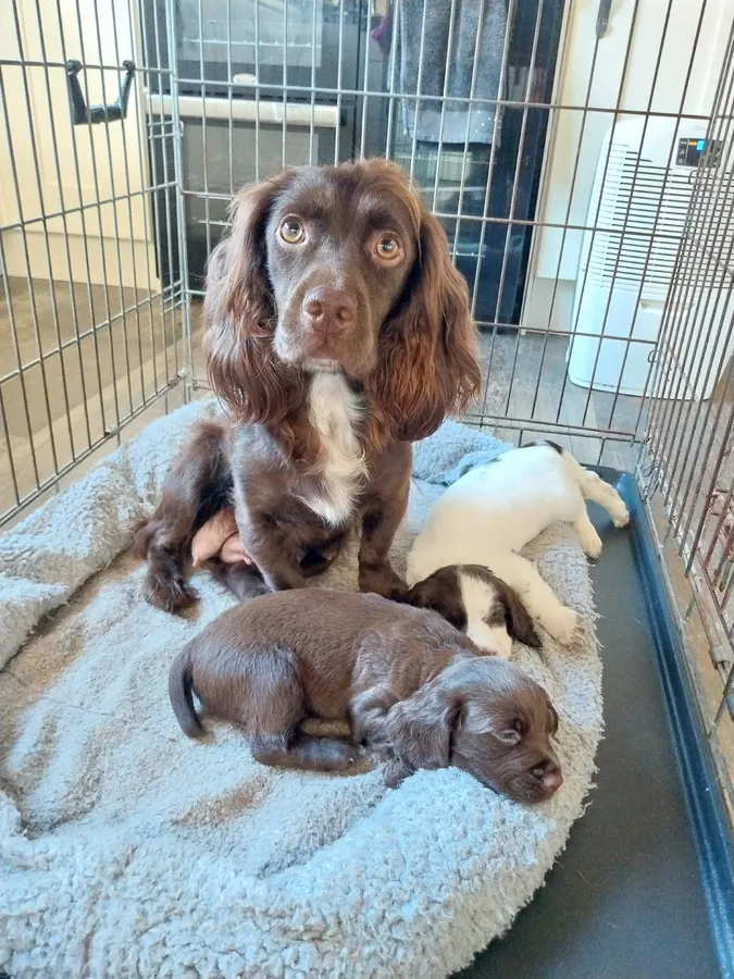 OFTAW working cocker puppies