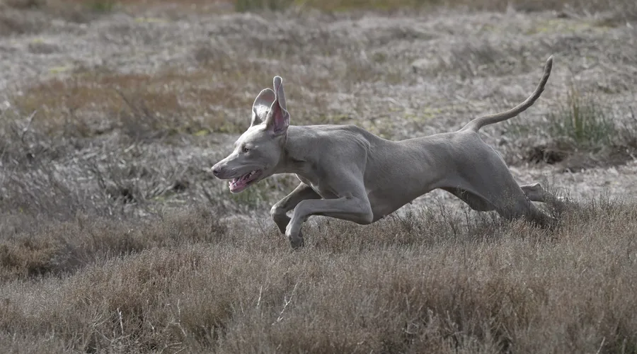 KC reg USA field lines docked Weim pups