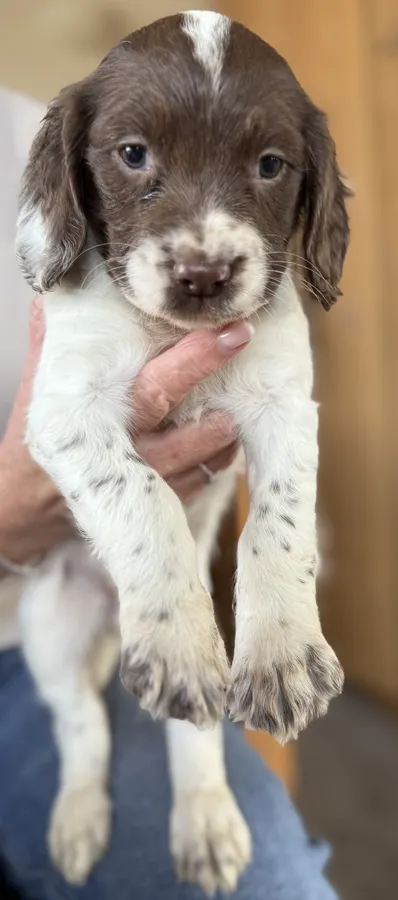 X2 springer spaniel bitches